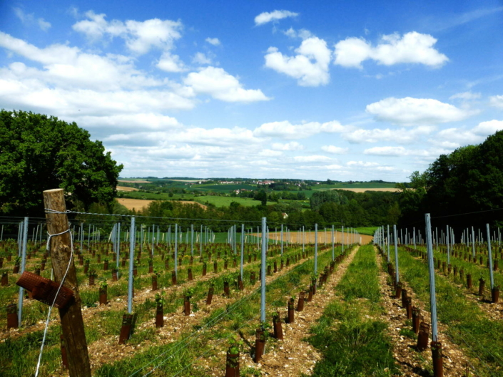 Montdauphin - vignes